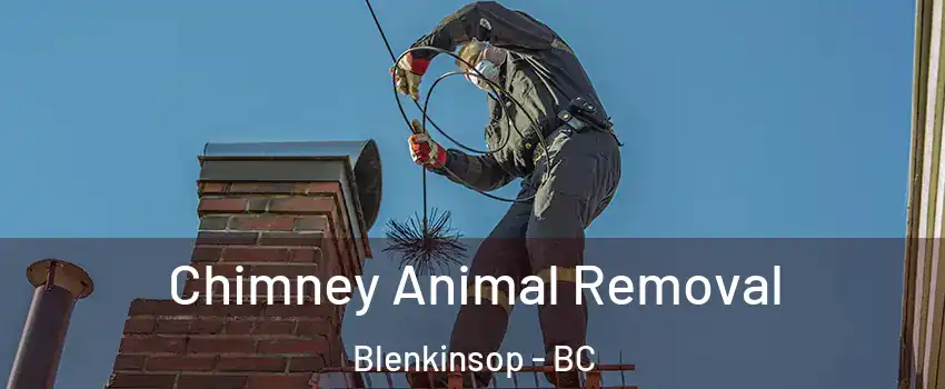 Chimney Animal Removal Blenkinsop - BC