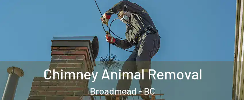  Chimney Animal Removal Broadmead - BC