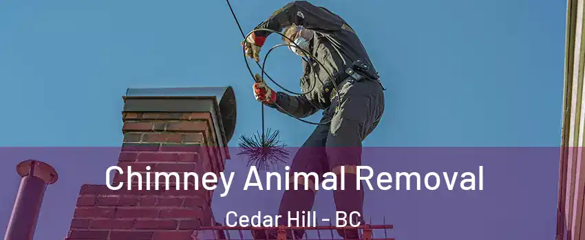 Chimney Animal Removal Cedar Hill - BC