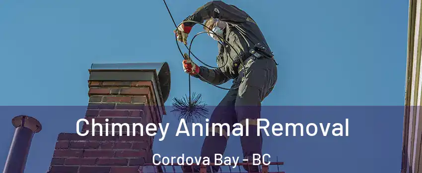  Chimney Animal Removal Cordova Bay - BC