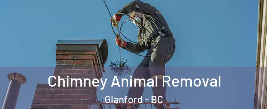  Chimney Animal Removal Glanford - BC