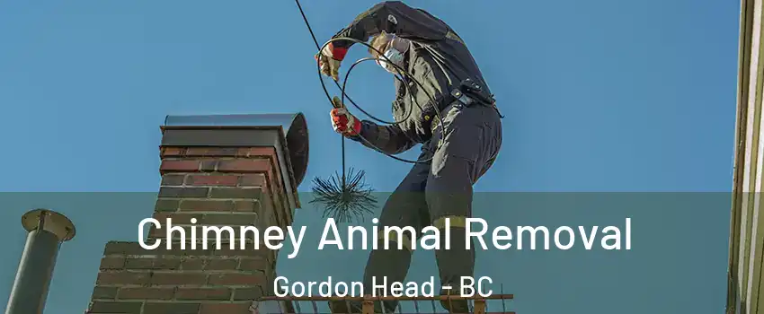  Chimney Animal Removal Gordon Head - BC