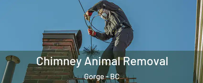  Chimney Animal Removal Gorge - BC