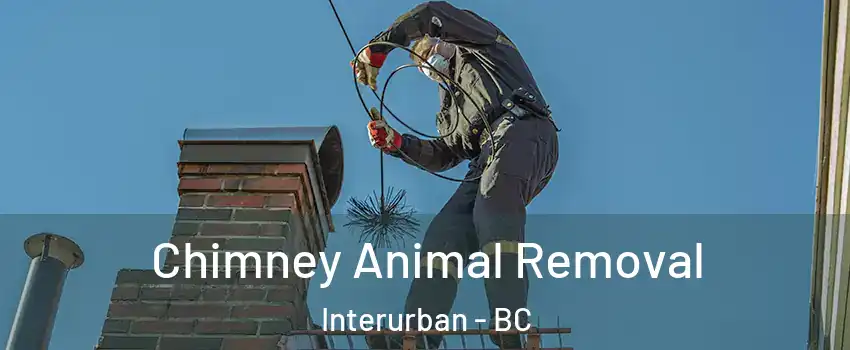  Chimney Animal Removal Interurban - BC