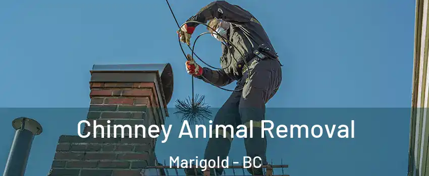 Chimney Animal Removal Marigold - BC