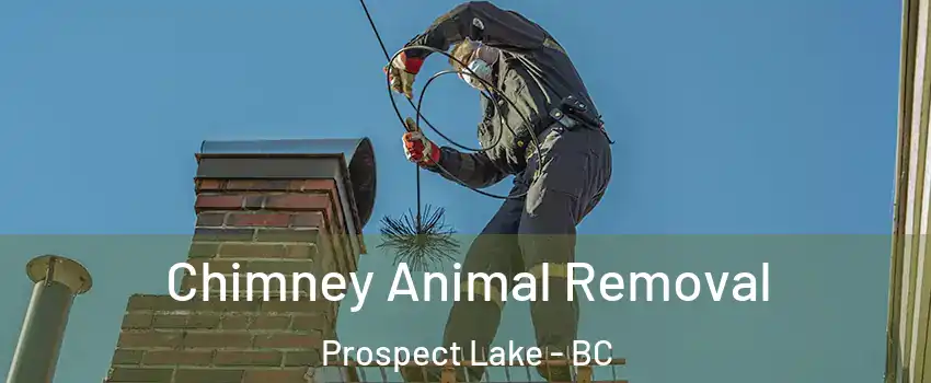 Chimney Animal Removal Prospect Lake - BC