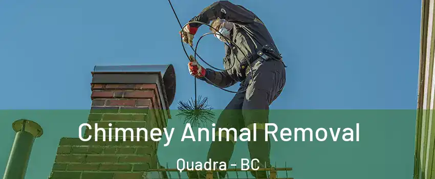 Chimney Animal Removal Quadra - BC