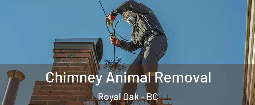 Chimney Animal Removal Royal Oak - BC