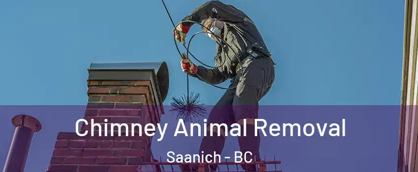  Chimney Animal Removal Saanich - BC