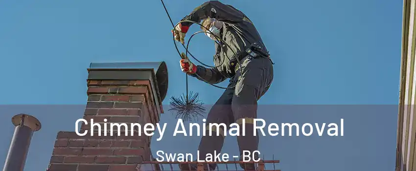  Chimney Animal Removal Swan Lake - BC