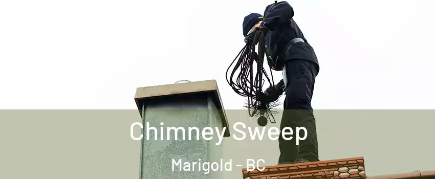  Chimney Sweep Marigold - BC